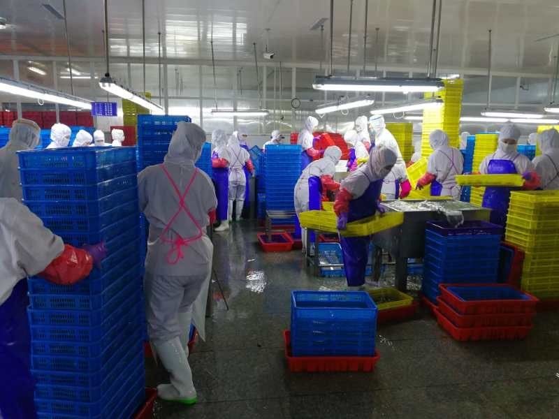 North Korean workers on the processing floor of Dandong Taifeng in 2023. Our investigator visited the site.