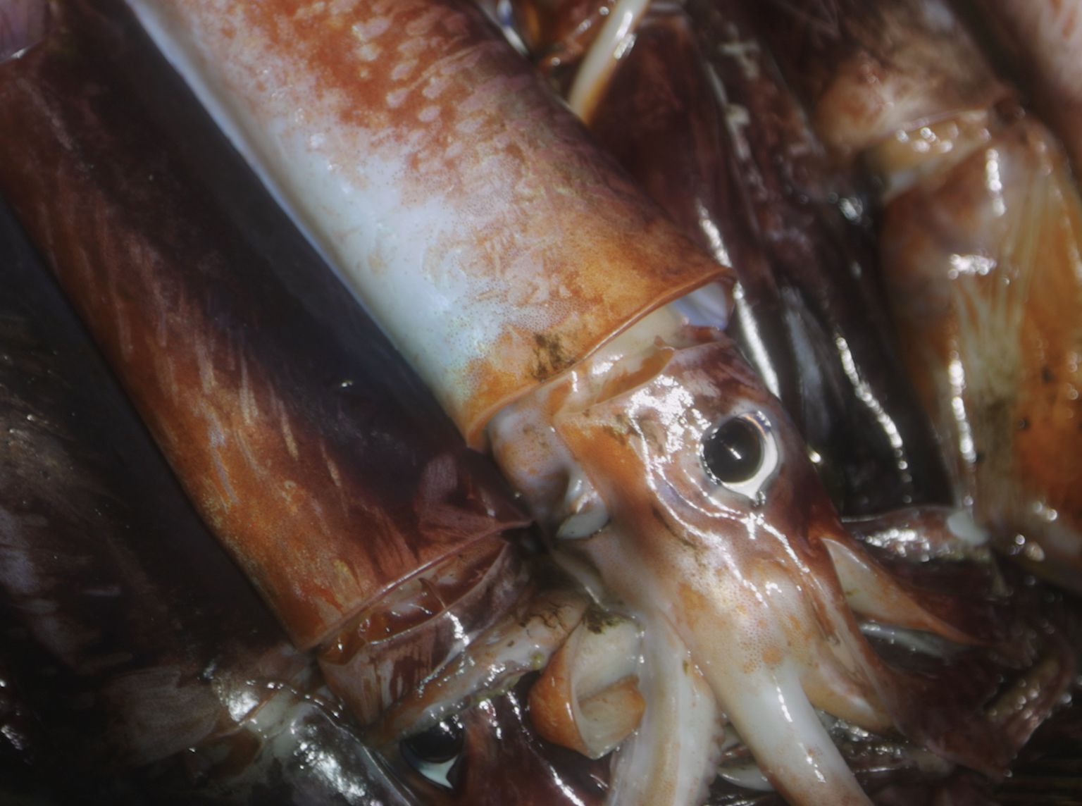 A Brief History of a Problematic Appetizer